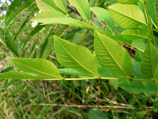 {Fraxinus pennsylvanica}